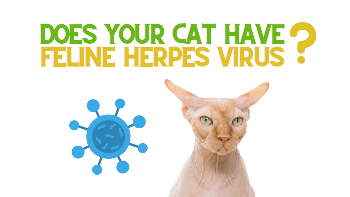 does-your-cat-have-herpes-renewedpet