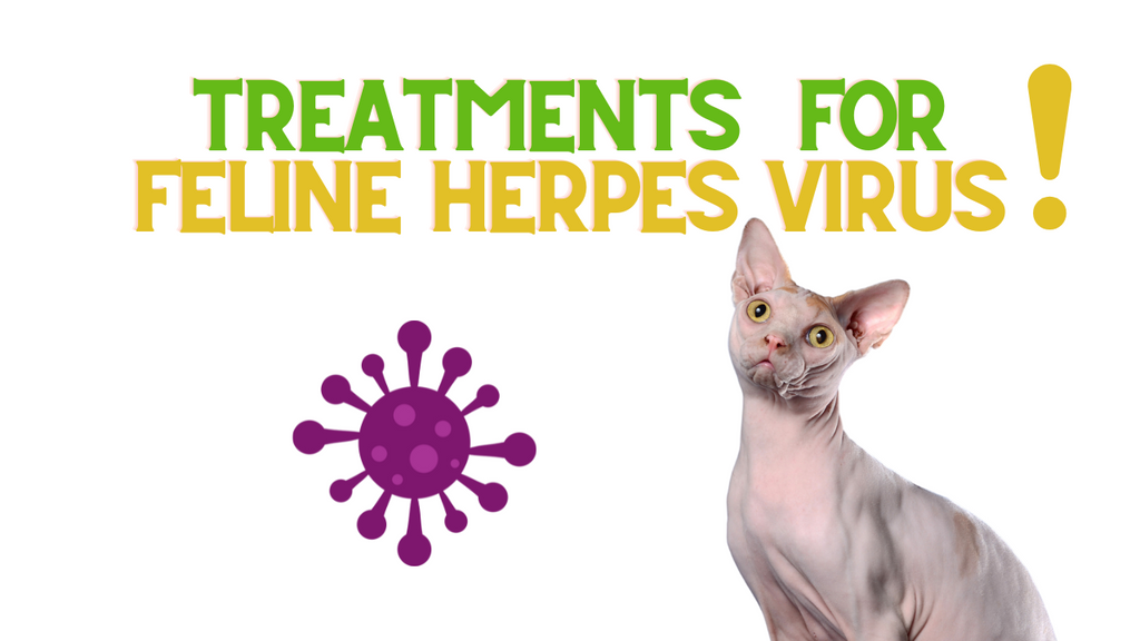 Treatment of Feline Herpes Virus