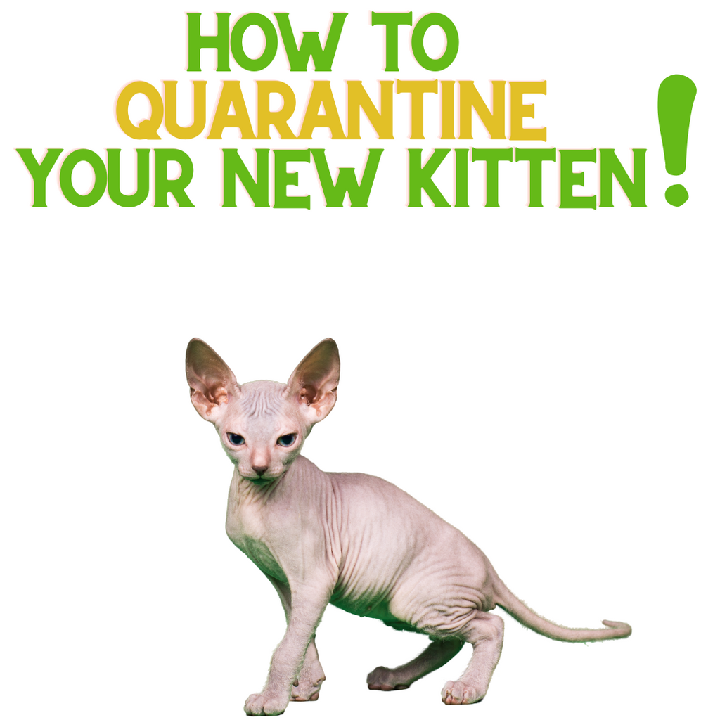 How to Quarantine Your New Kitten!