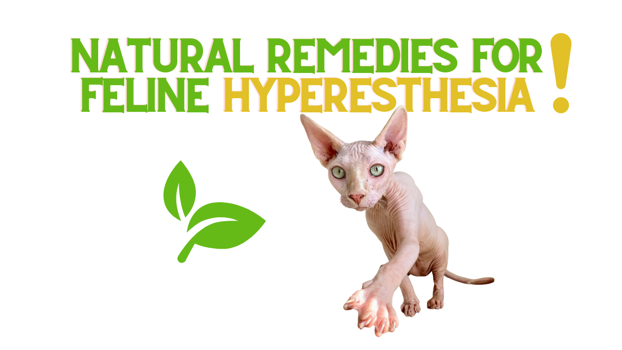 Natural Remedies For Feline Hyperesthesia ReNewedPet