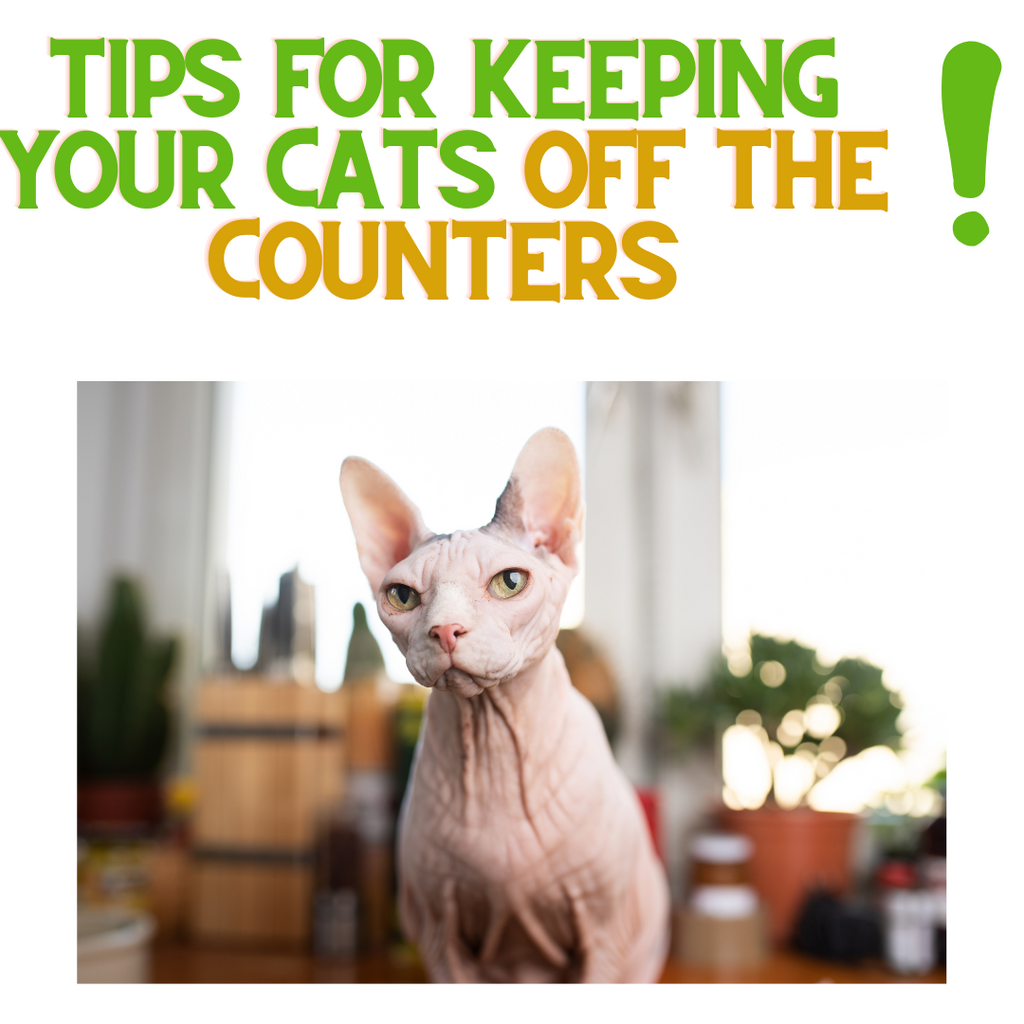Tip For Keeping Cats OFF the Counters!