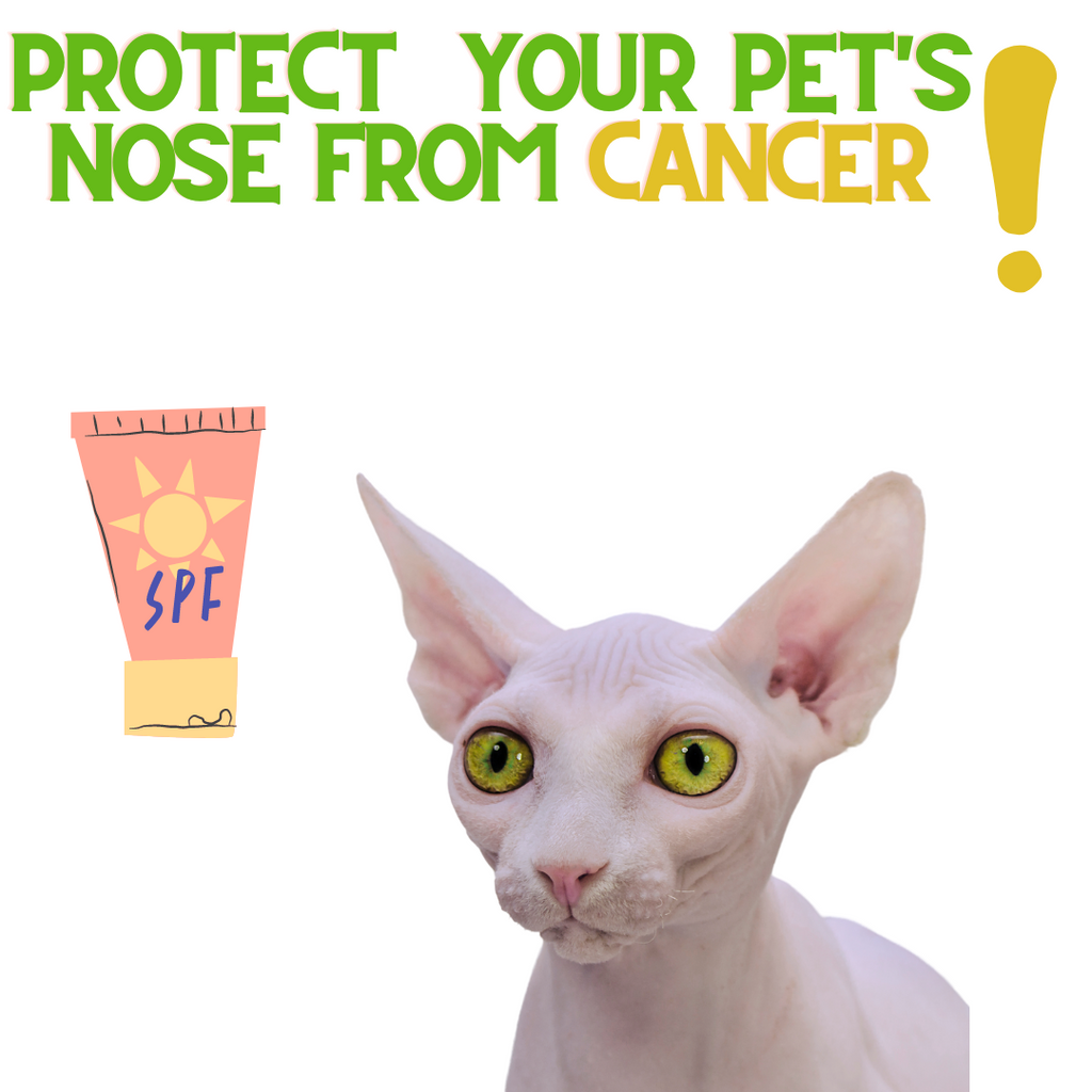 Protect Your Pet's Nose From Cancer