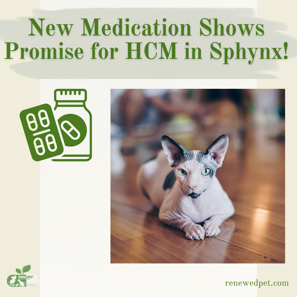 New Medication Shows Promise For HCM in Sphynx Cats!