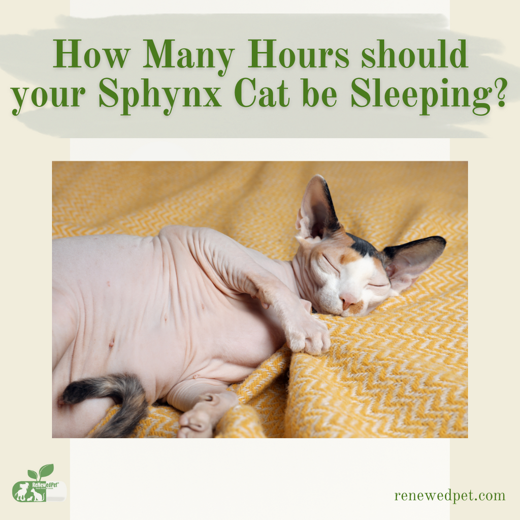 How Many Hours Should Your Sphynx Cat Be Sleeping?