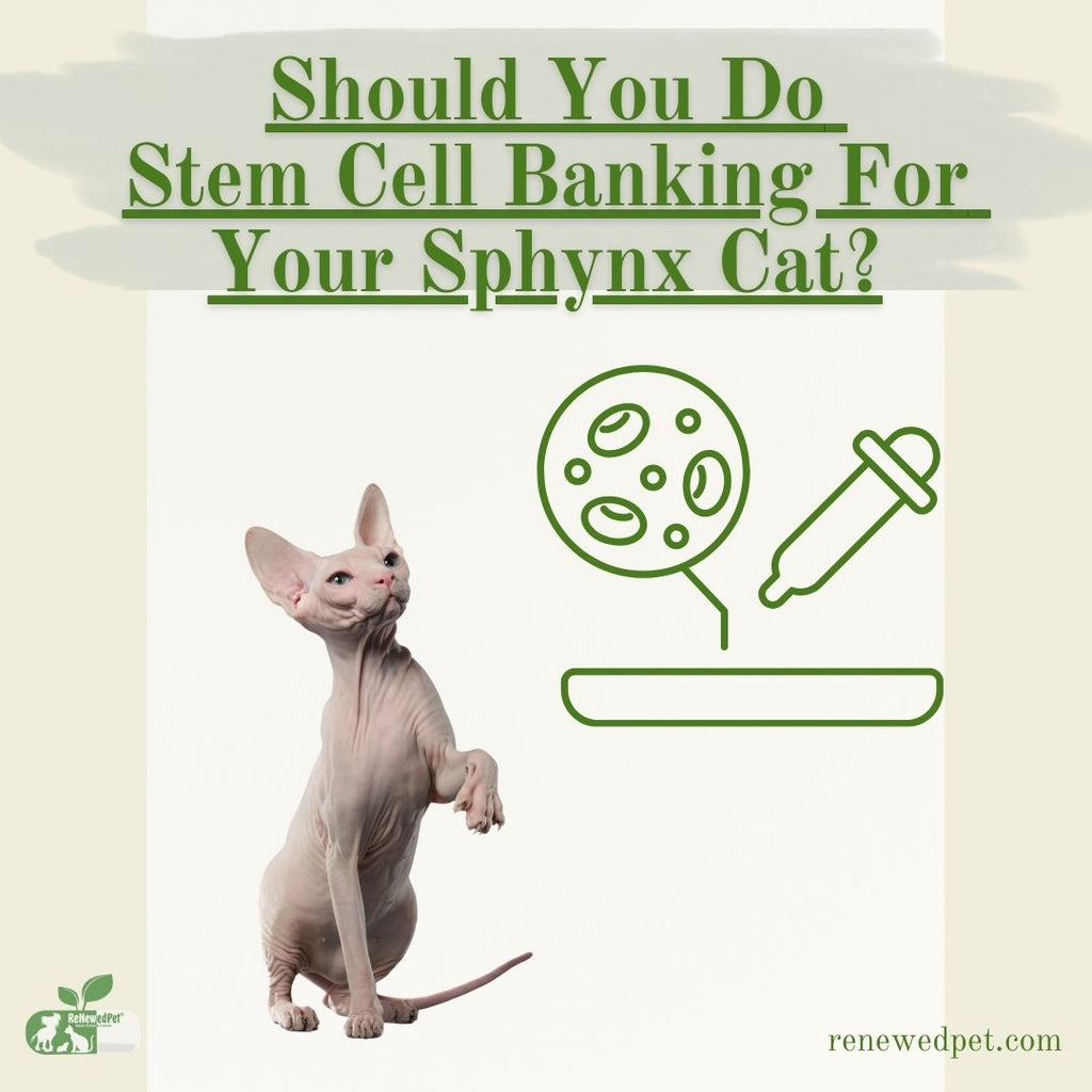 Should You Do Stem Cell Banking For Your Sphynx Cat?