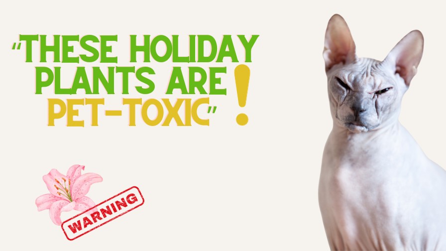 Holiday Plants That Are TOXIC To Pets!
