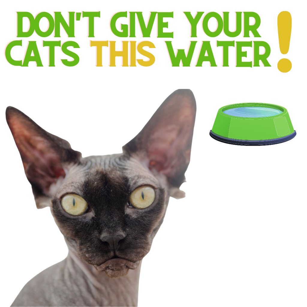 Don't Give Your Cats THIS Water!