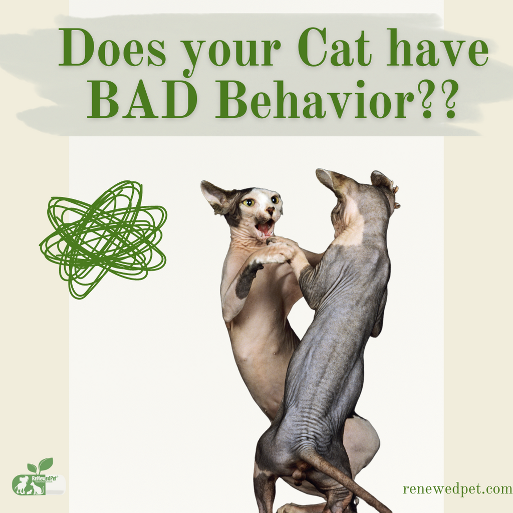 Does Your Cat Have BAD Behavior?