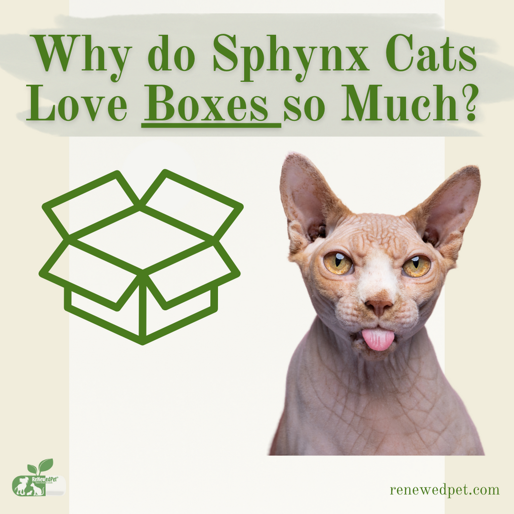 Why Do Sphynx Cats LOVE Boxes So Much?