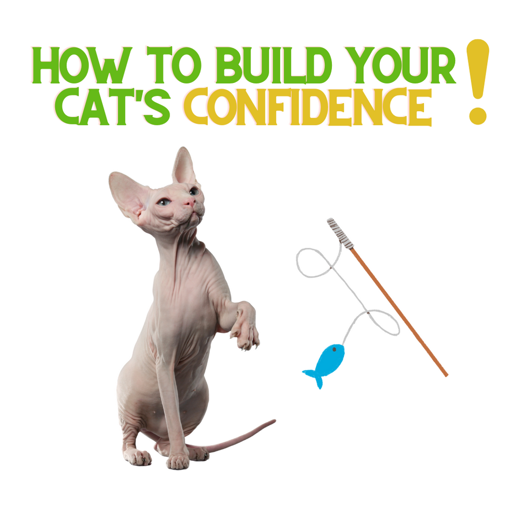 How To Build Your Cat's Confidence!