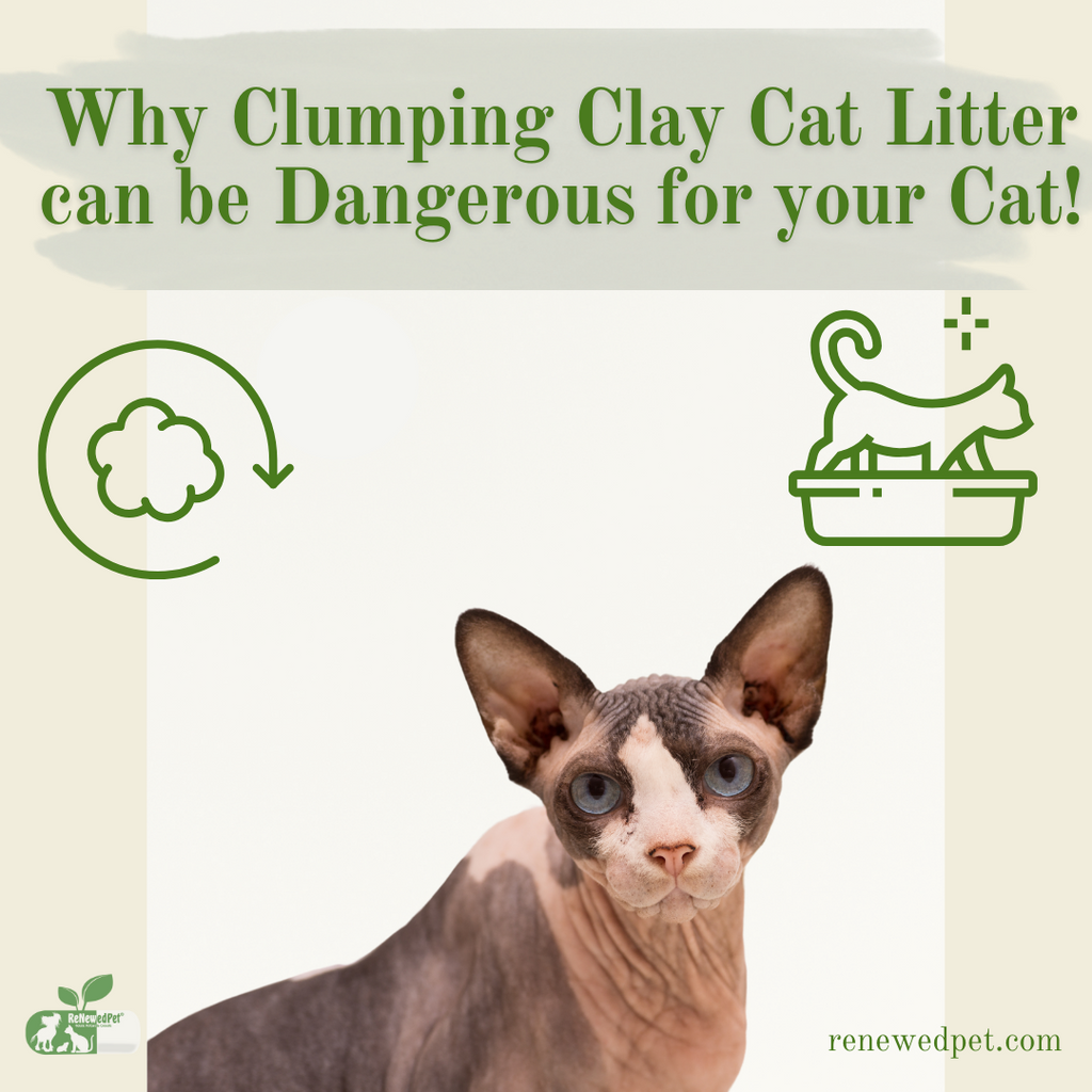 Why Clumping Clay Litter Can Be Dangerous For Your Cat!