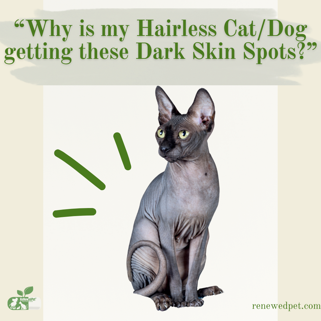 Dark Skin Spots on Hairless Pets!