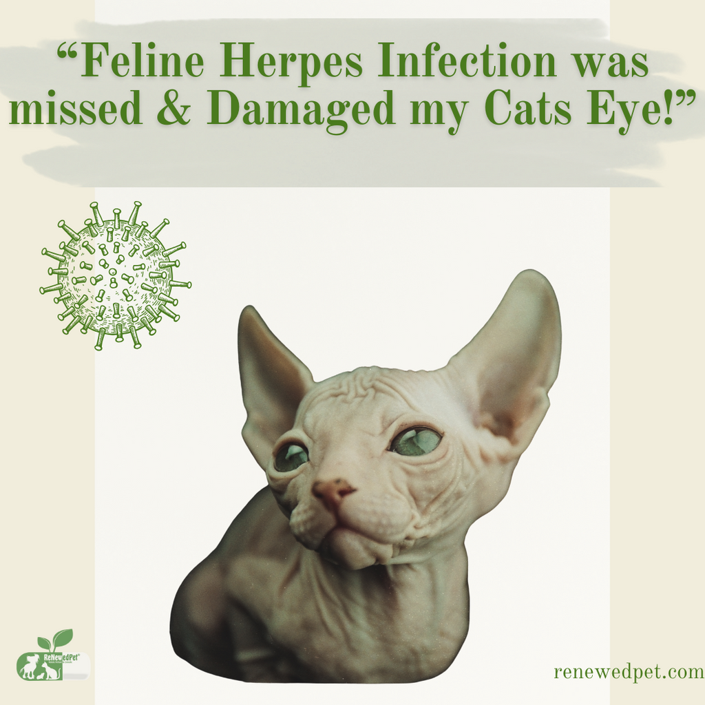 Feline Herpes Virus Damaged My Cat's Eye!