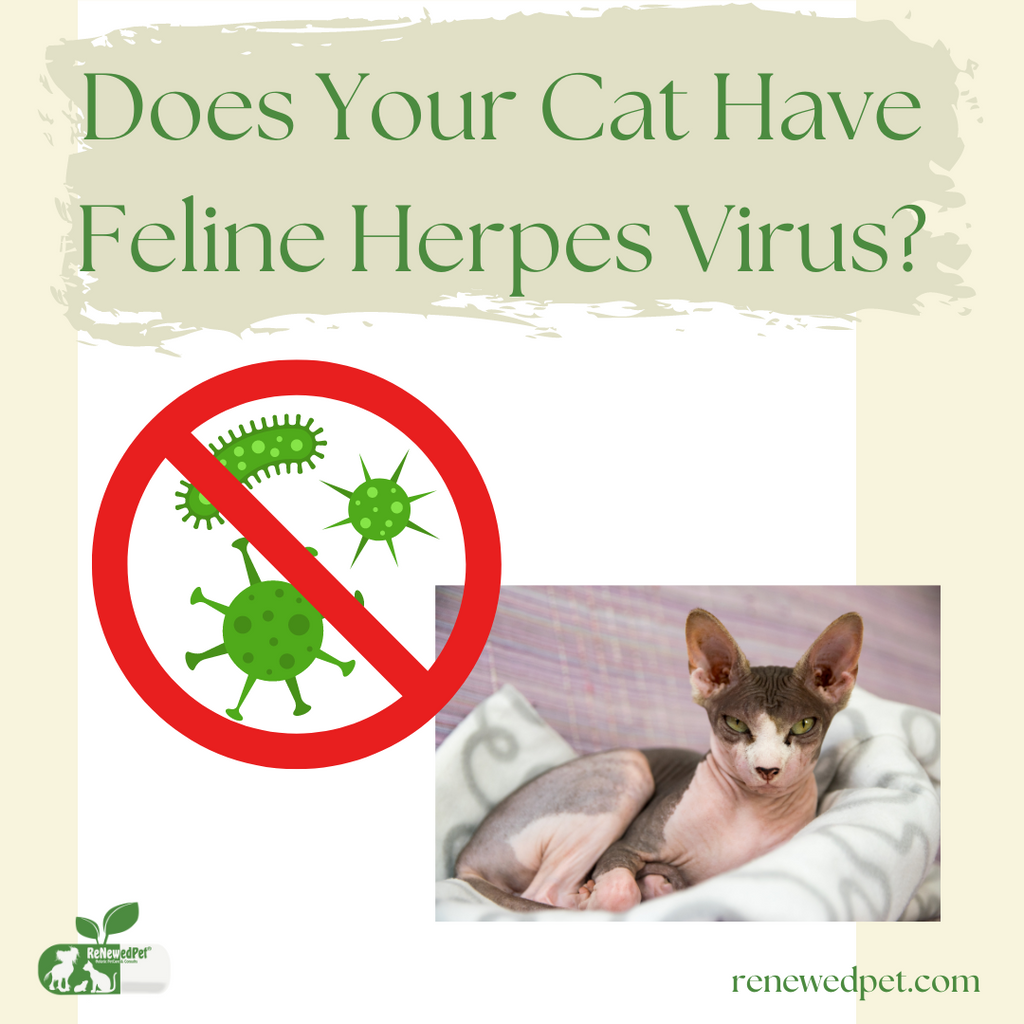 What is Feline Herpes Virus... And Does Your Cat Have It?