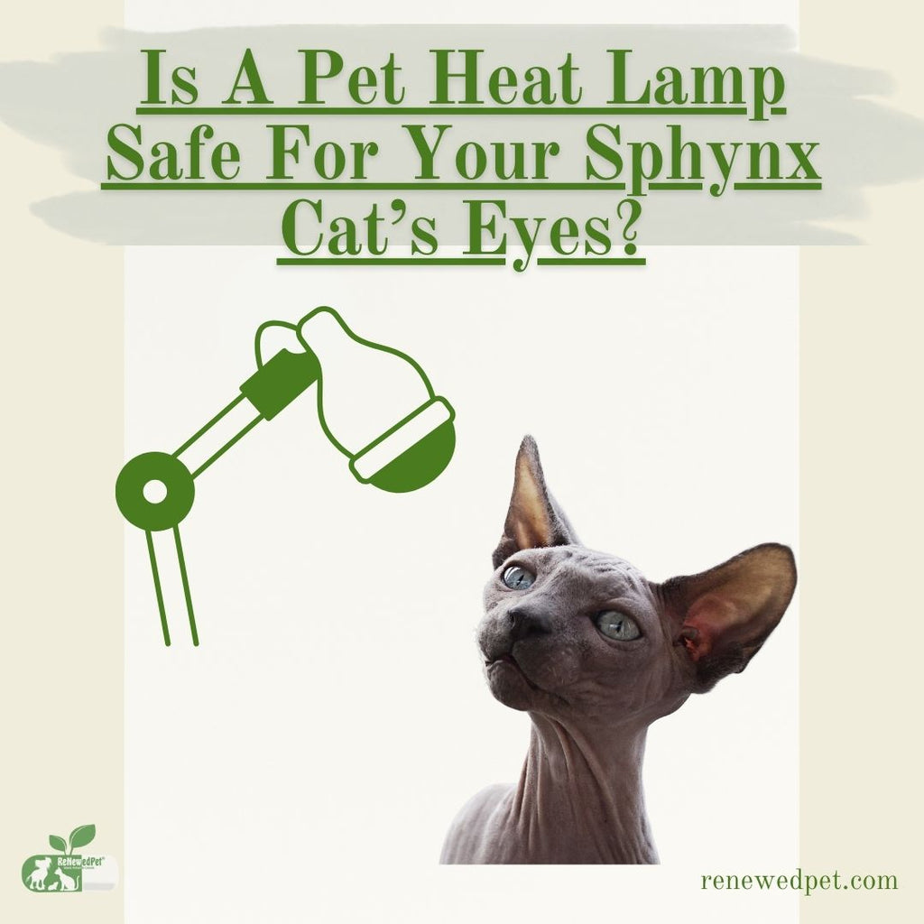 Is a Pet Heat Lamp Safe For Your Sphynx Cat's Eye's?