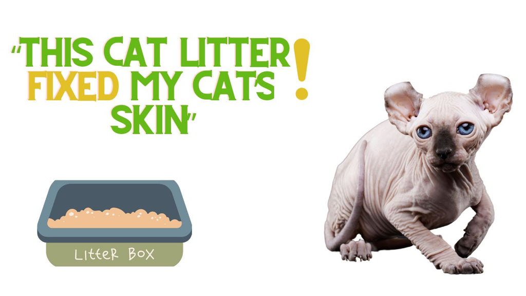 This Litter Fixed My Cat's Skin!