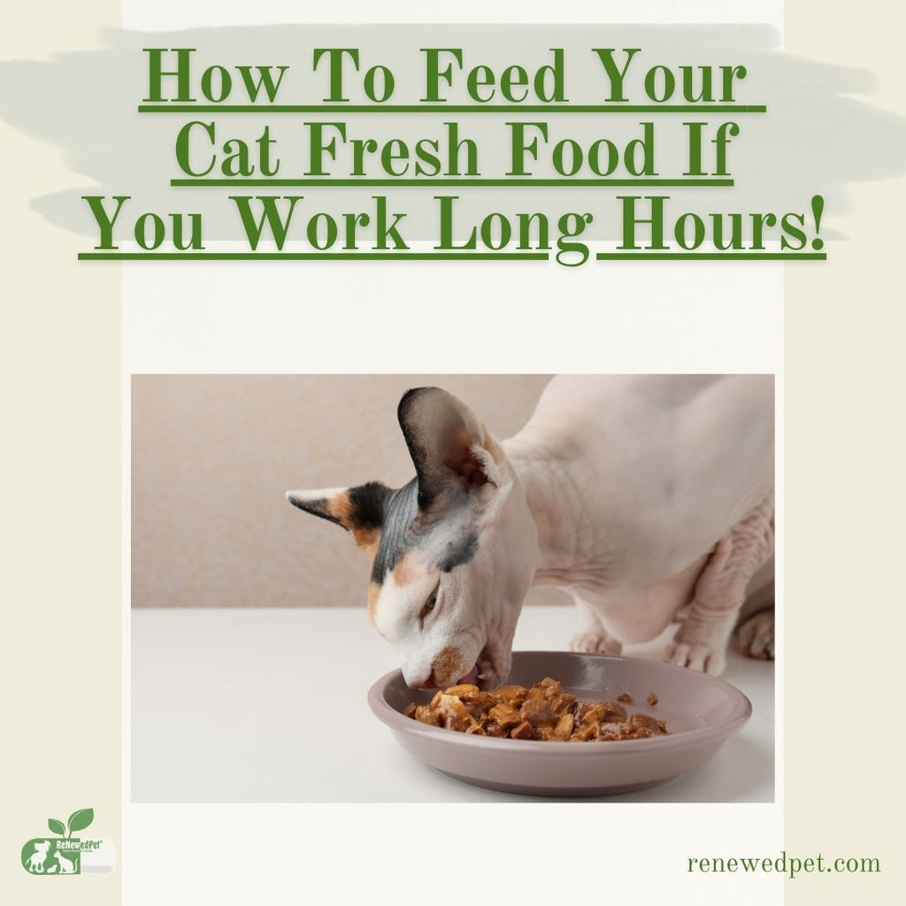 How To Feed Your Cat Fresh Food If You Work Long Hours!