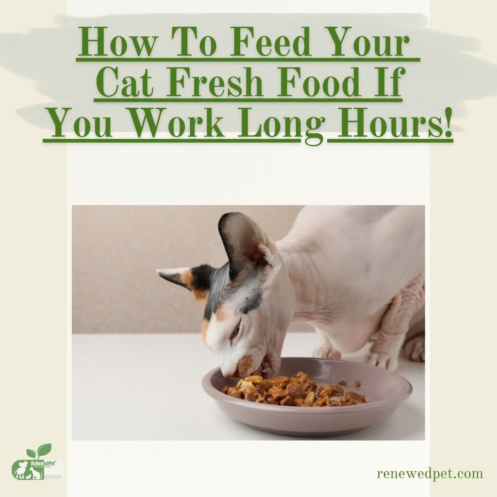 How To Feed Your Cat Fresh Food If You Work Long Hours ReNewedPet