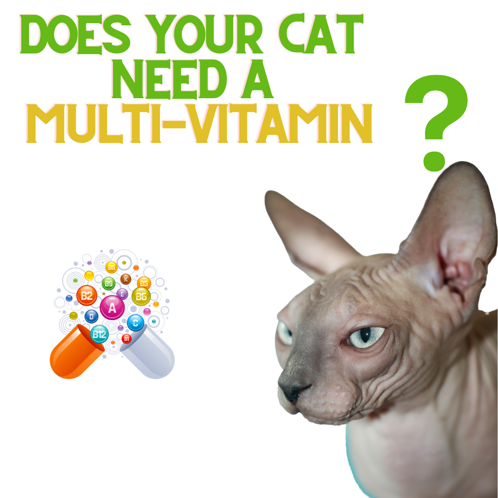 Does Your Cat Need a Multi-Vitamin?