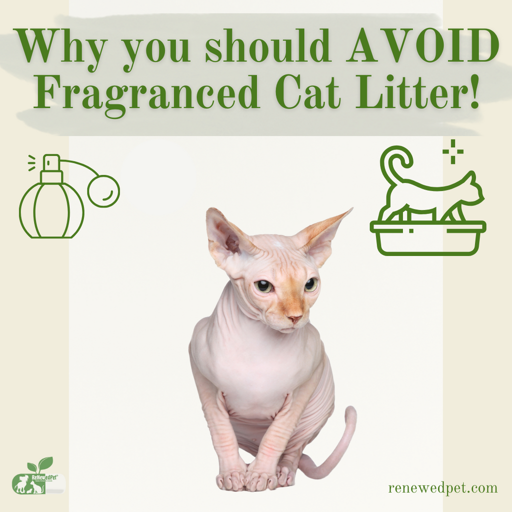 Why You Should AVOID Fragranced Cat Litter!