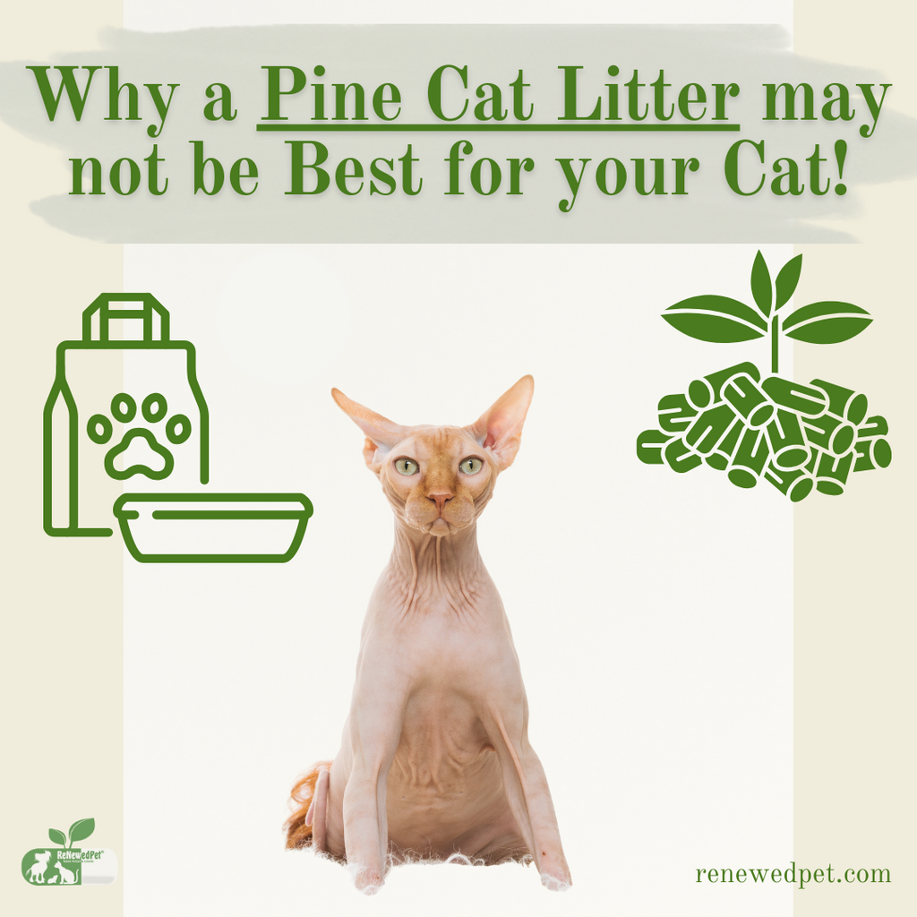 Why Pine Cat Litter May Not Be Best For Your Cat!