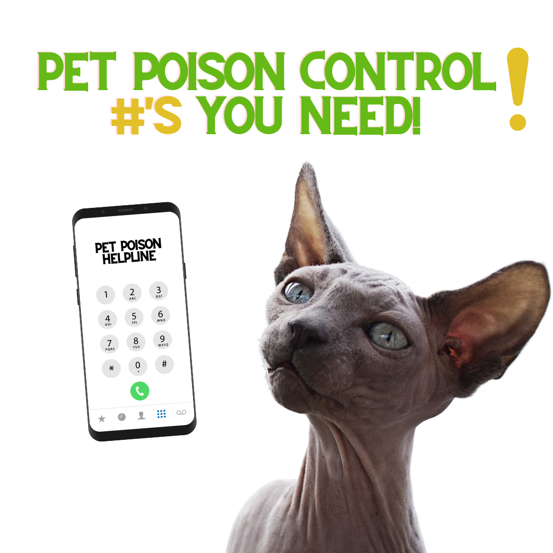 Pet Poison Control #'s You Need! – ReNewedPet