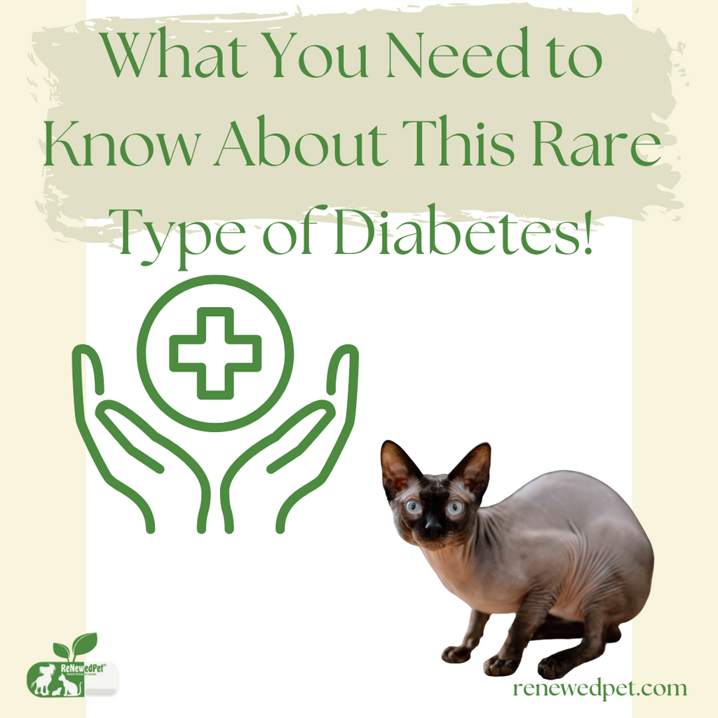 What You Need to Know About This Rare Type of Diabetes in Cats!