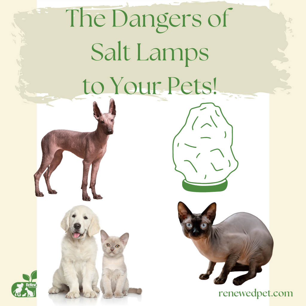 Dangers of Salt Lamps to Your Pets!