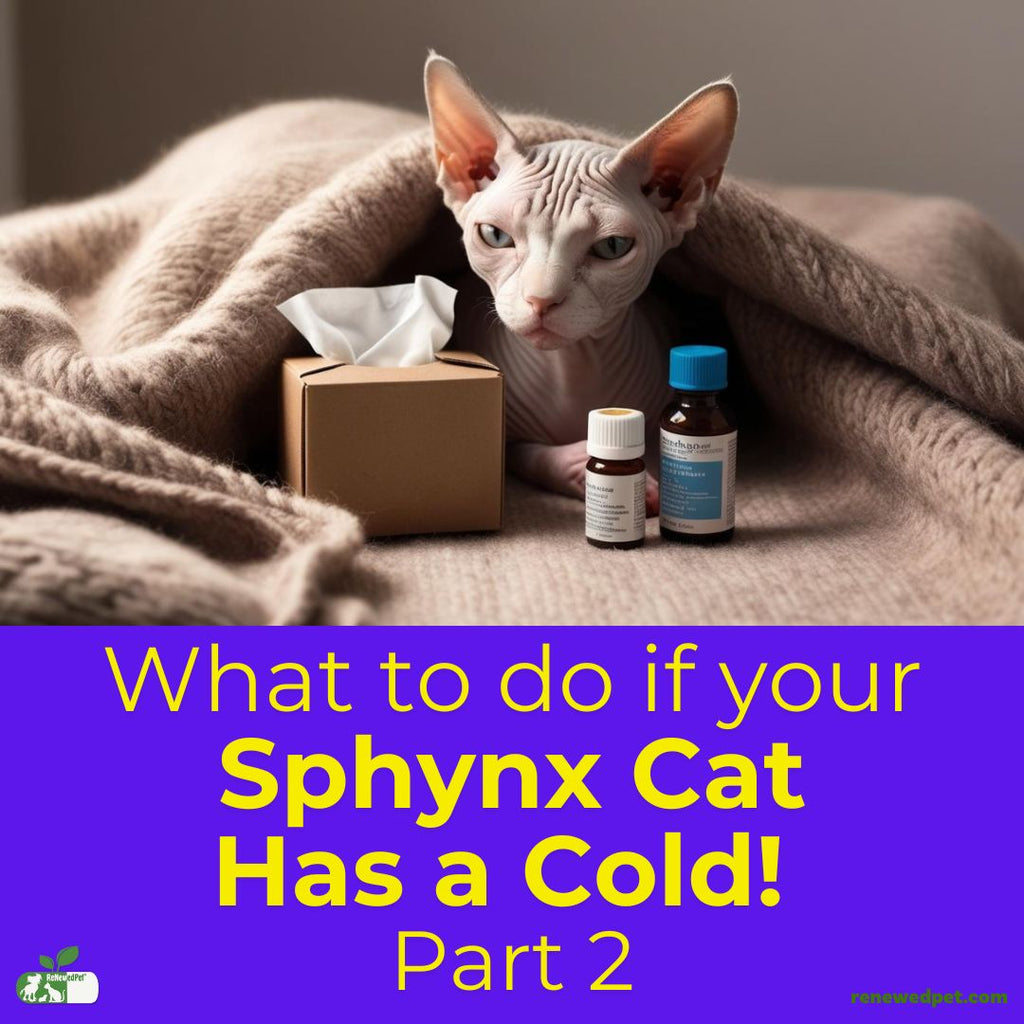 What to do if Your Sphynx has a Cold - Part 2