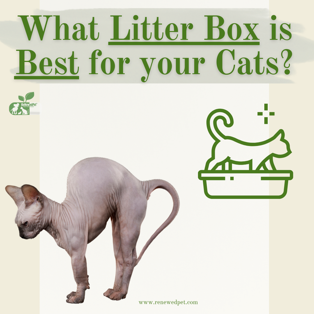 What Litter Box is BEST for your CAT?