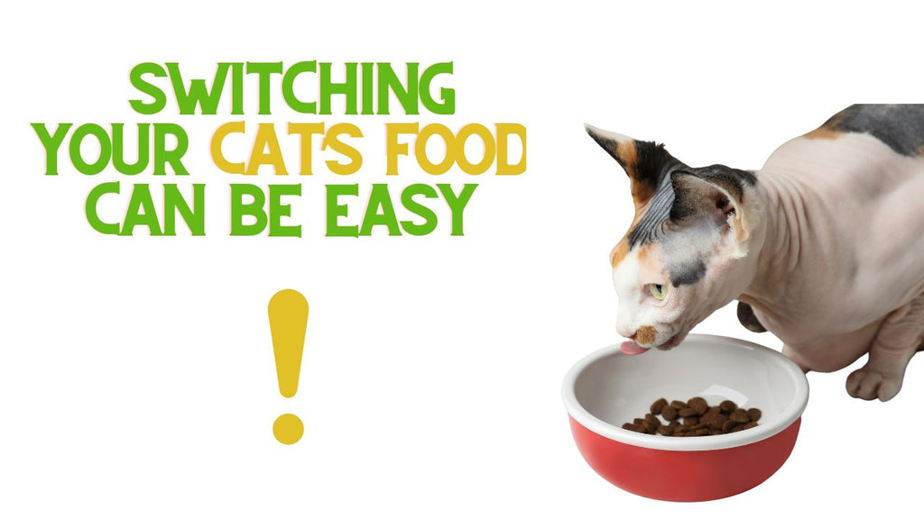 Switching Your Cat's Food Can Be EASY!