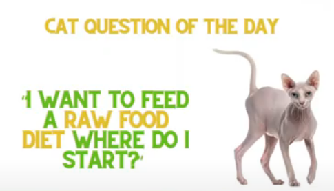 I Want To Start Feeding My Sphynx A Raw Food Diet - Where Do I Start?
