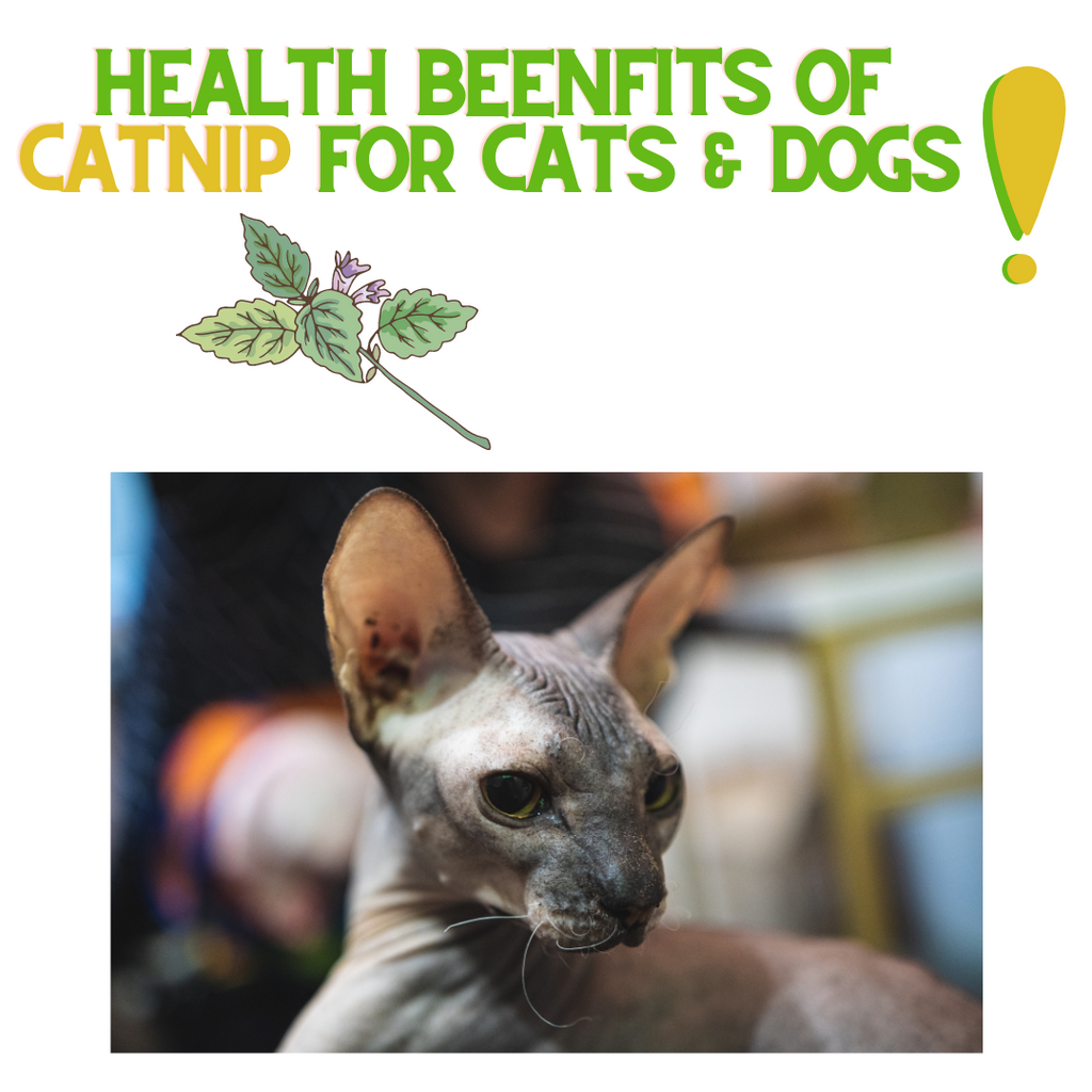 Health Benefits of Catnip for Cats and Dogs! – ReNewedPet