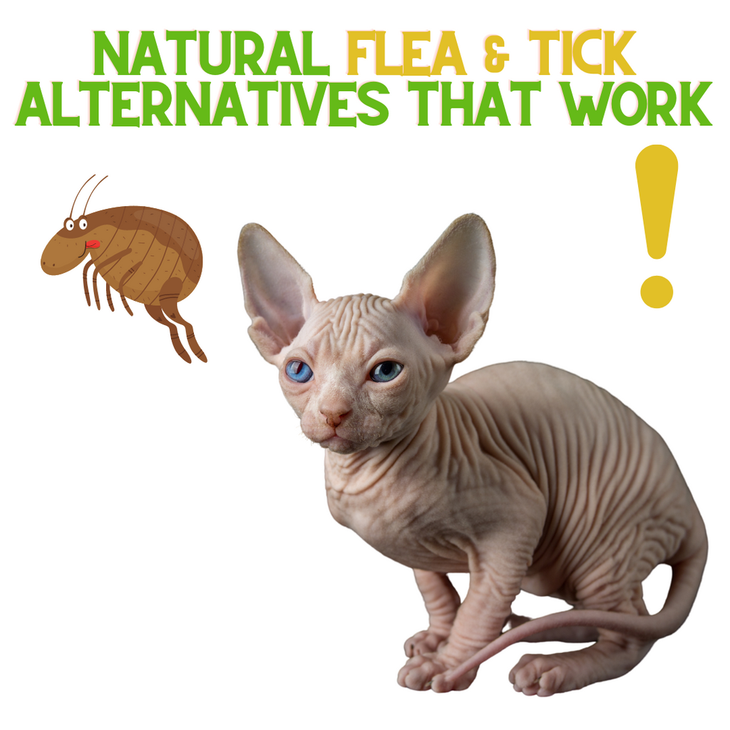 Are There Natural Tick and Flea Alternatives?