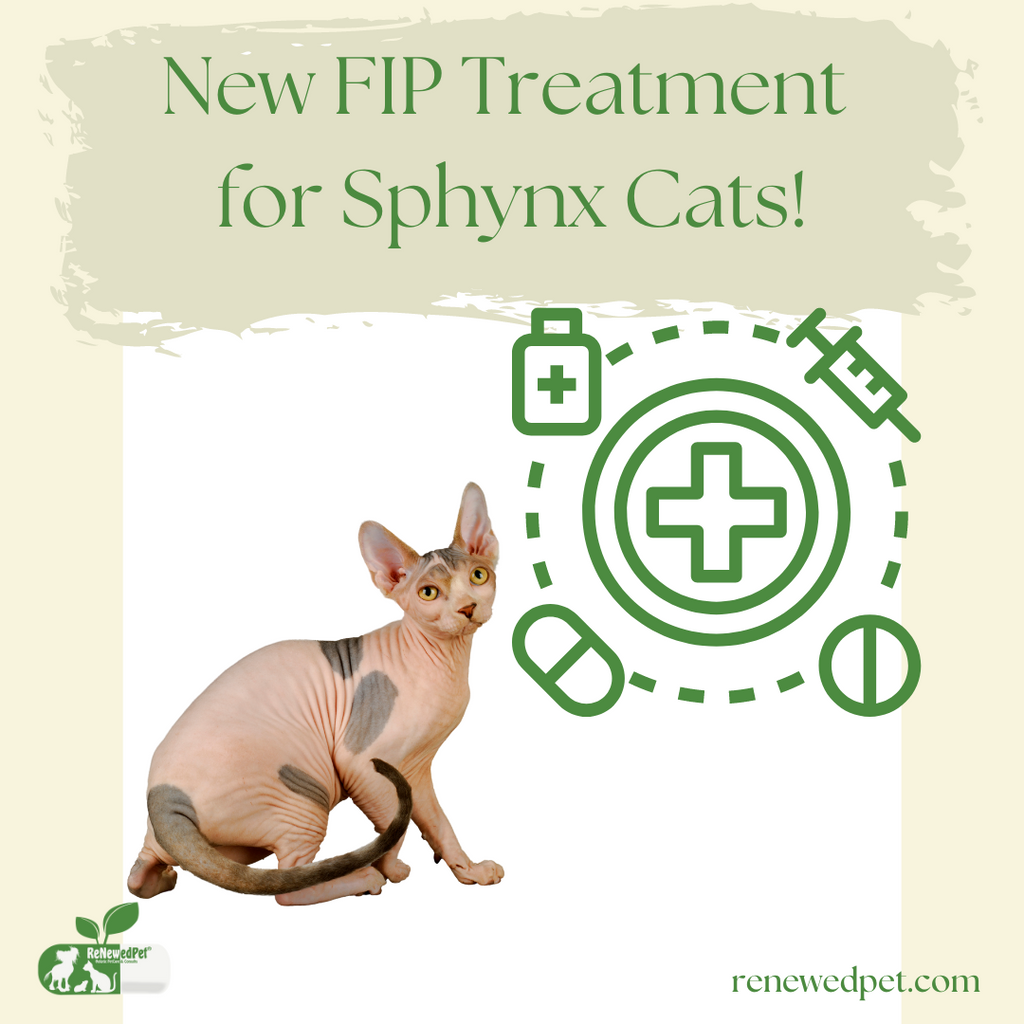 New FIP Treatment for Sphynx Cats!