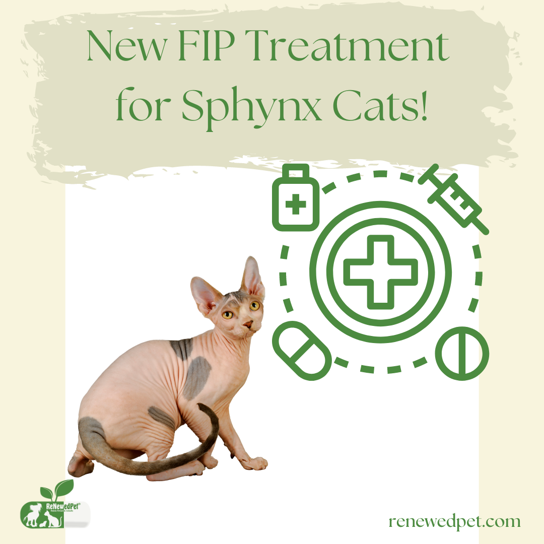 New FIP Treatment for Sphynx Cats! – ReNewedPet
