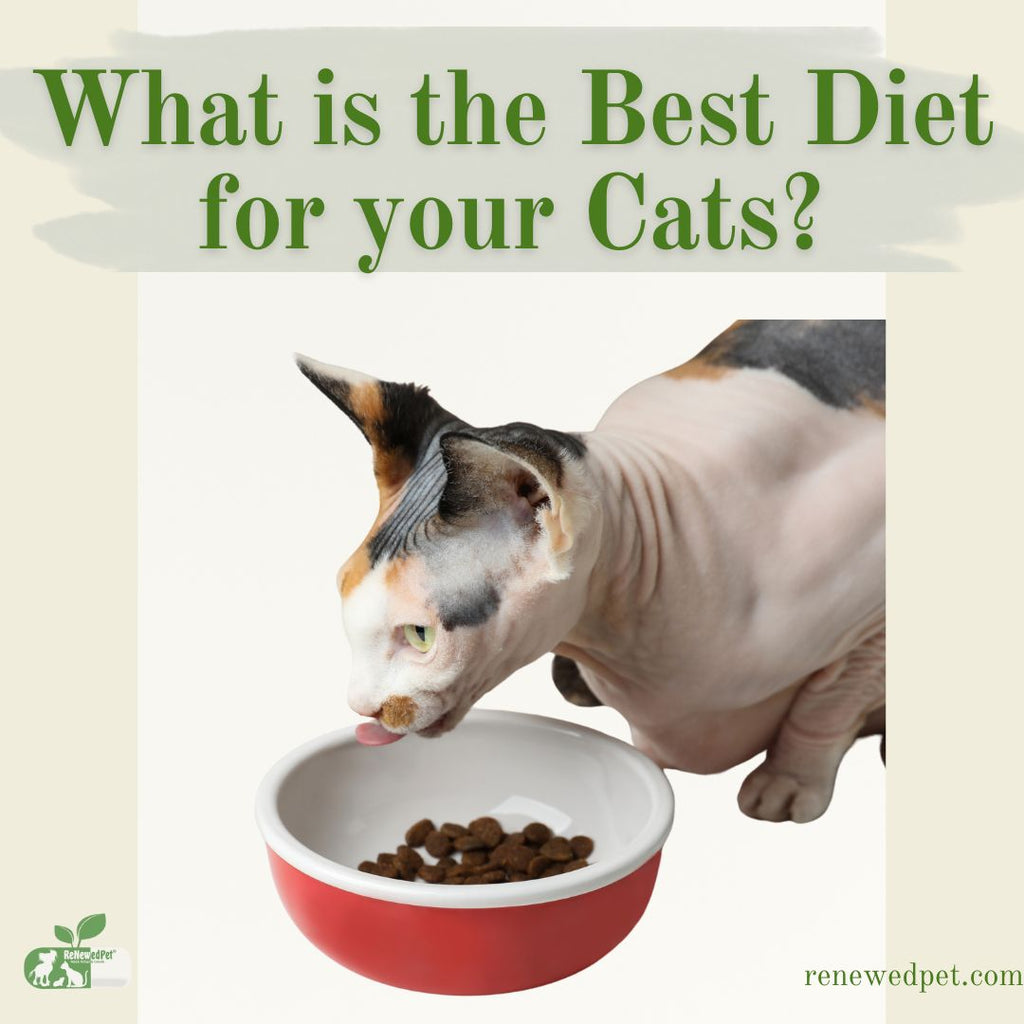 What is the BEST Diet for Your Cats?