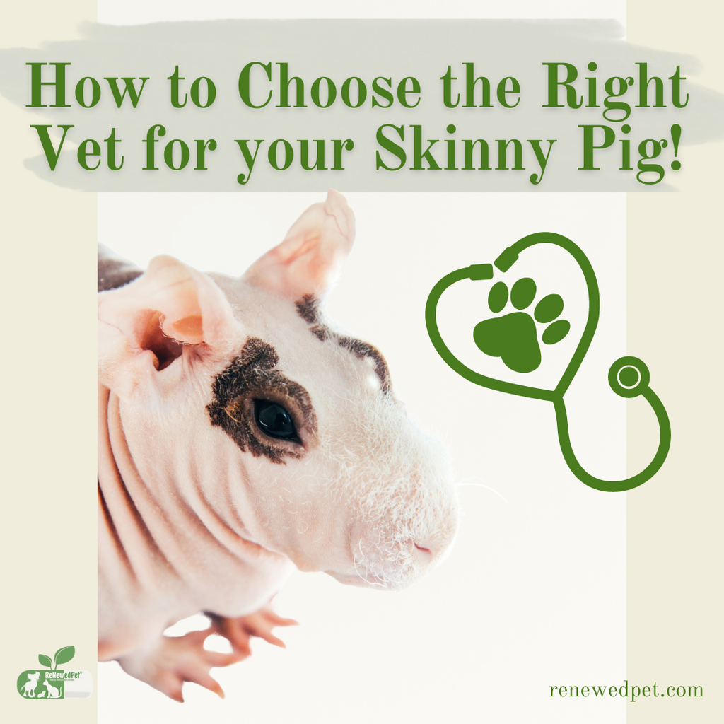 How to Choose the Right Vet for Your Skinny Pig!
