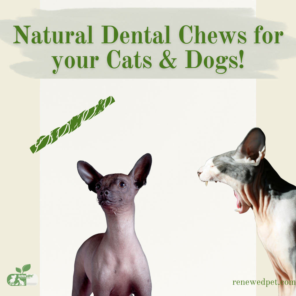 Natural Dental Chews for Your Cats and Dogs!