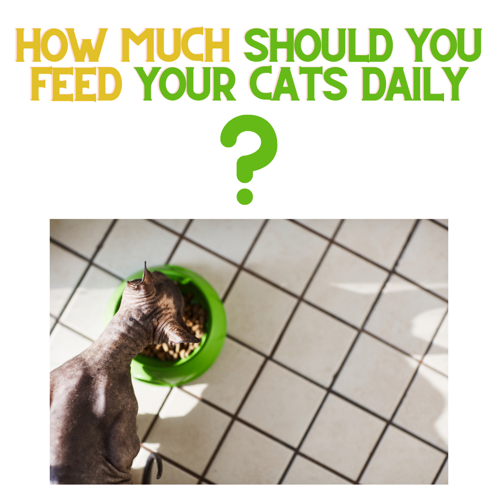 How Much Should You Feed Your Cats Daily