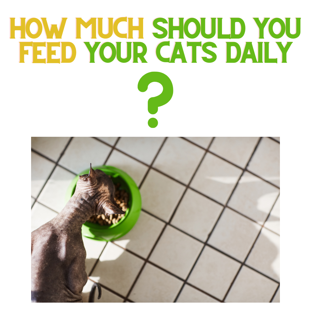 how-much-should-you-feed-your-cats-daily-renewedpet