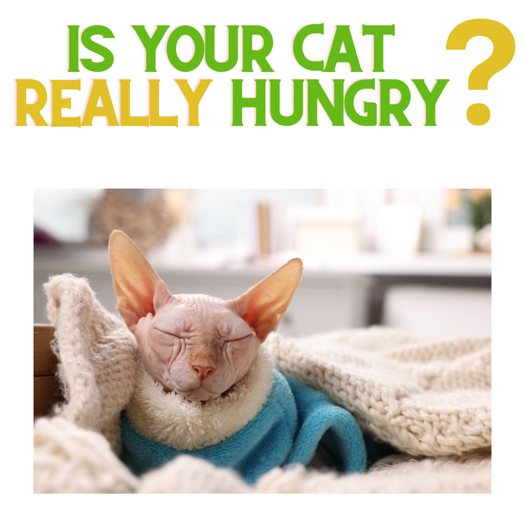 Is Your Cat Really Hungry?