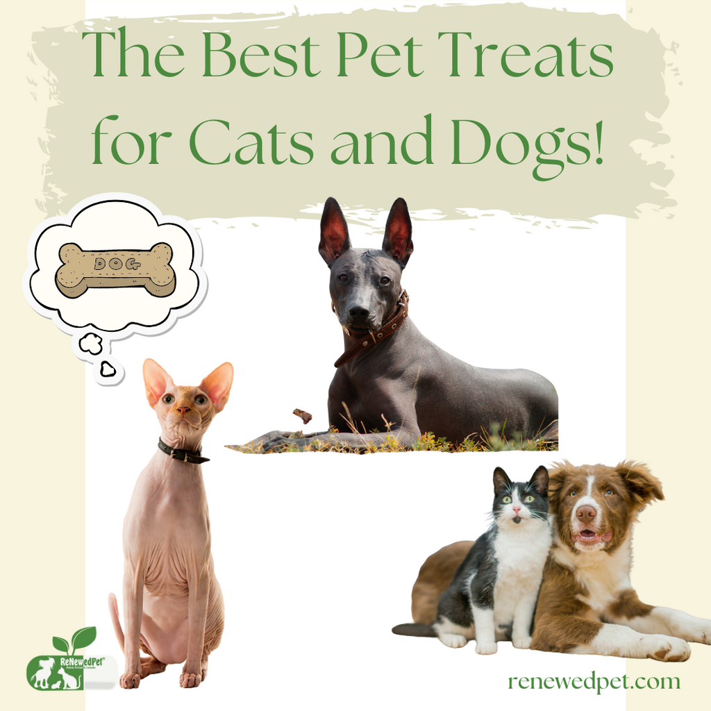 The Best Pet Treats for Dogs and Cats!