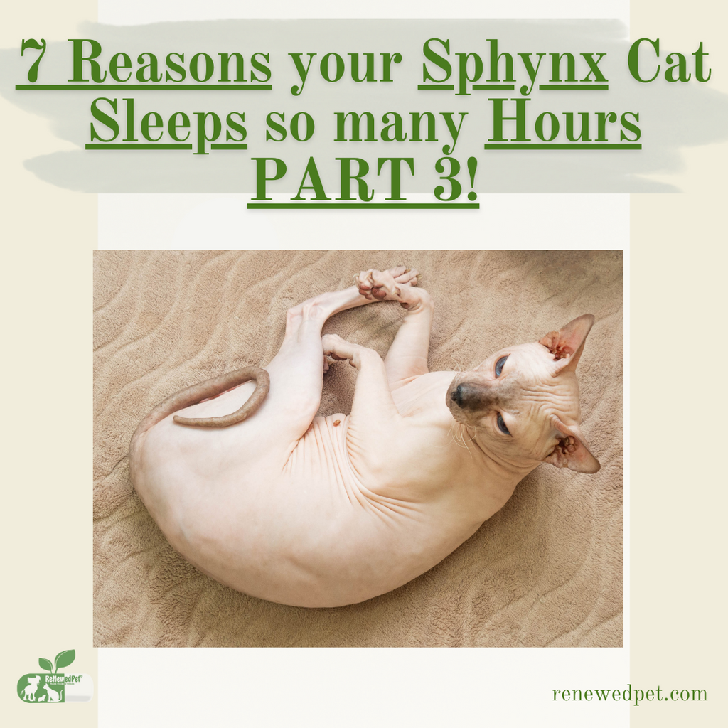 7 Reasons Your Cat Sleeps So Much - Part 3!