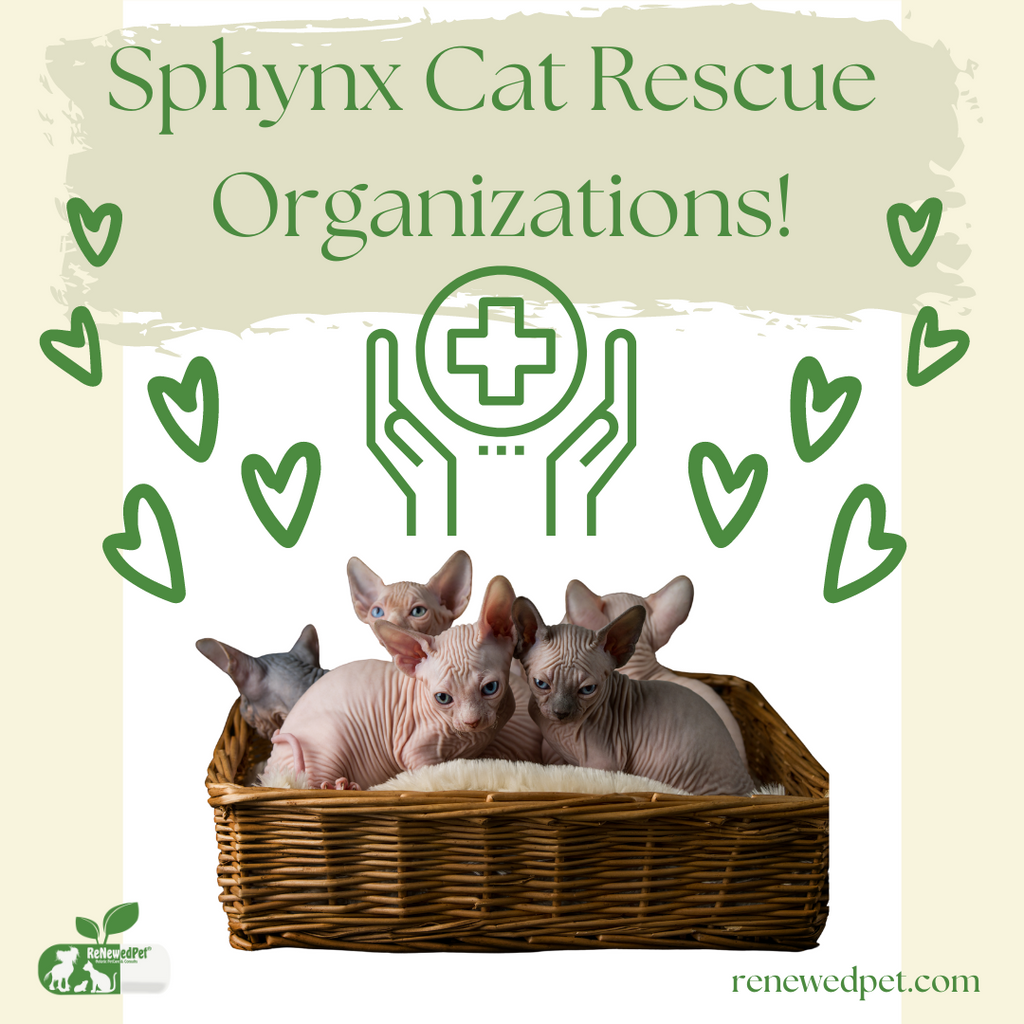 Sphynx Cat Rescue Organizations!