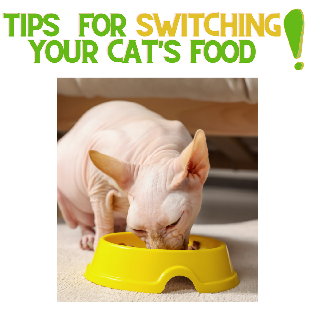 Tips for Switching Your Cat's Food!