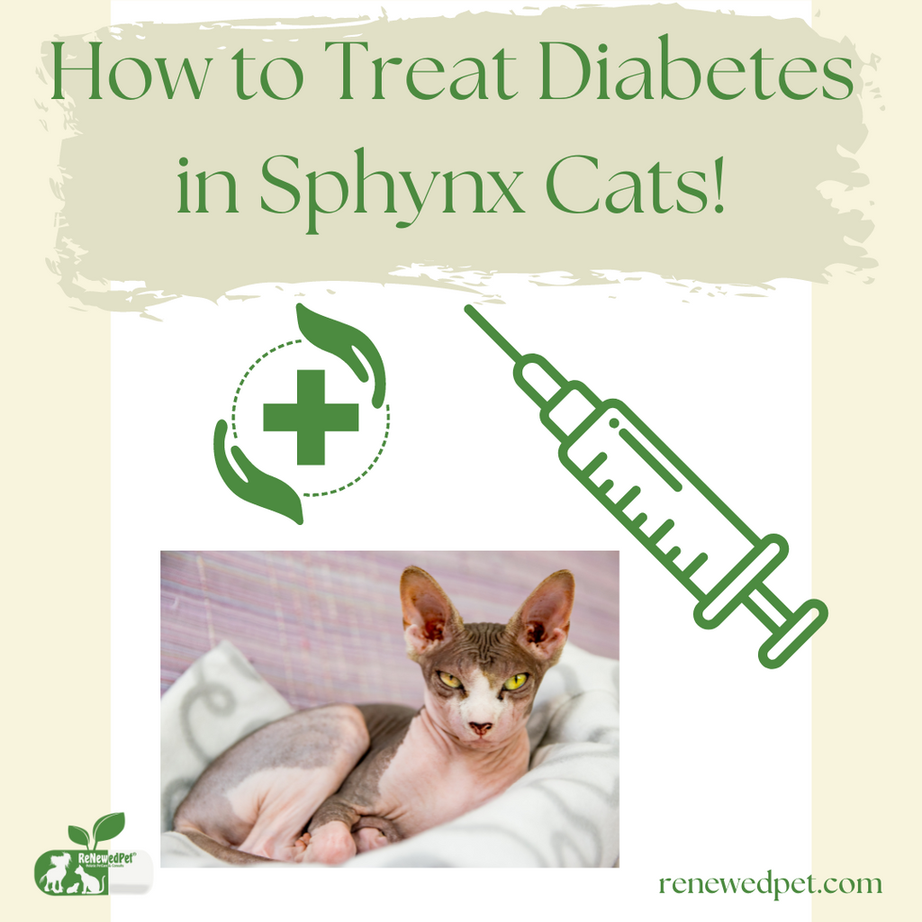 How to Treat Diabetes in Your Sphynx Cat!