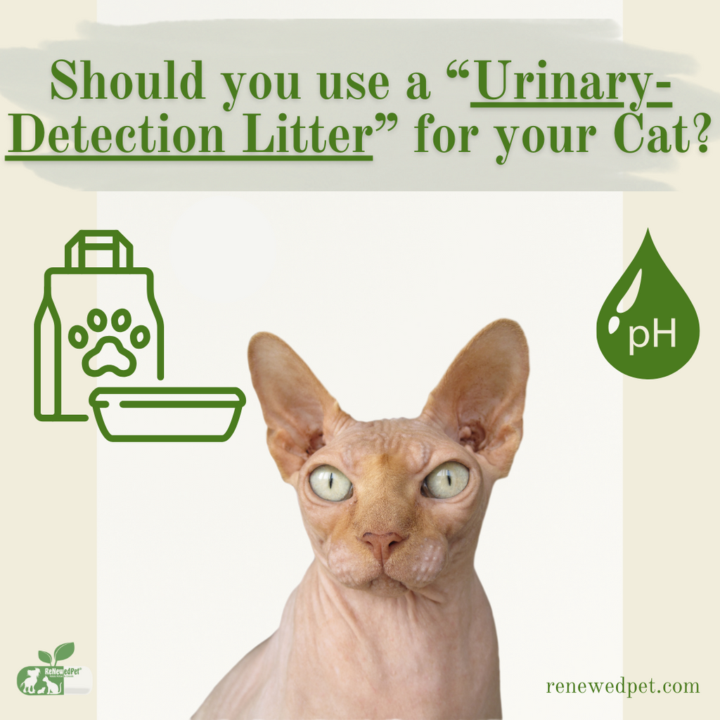 Should You Use a Urinary Detection Litter for Your Cat?
