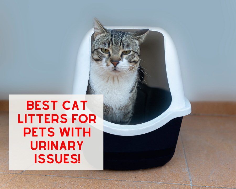 Best Cat Litters for Cats with Urinary Issues!