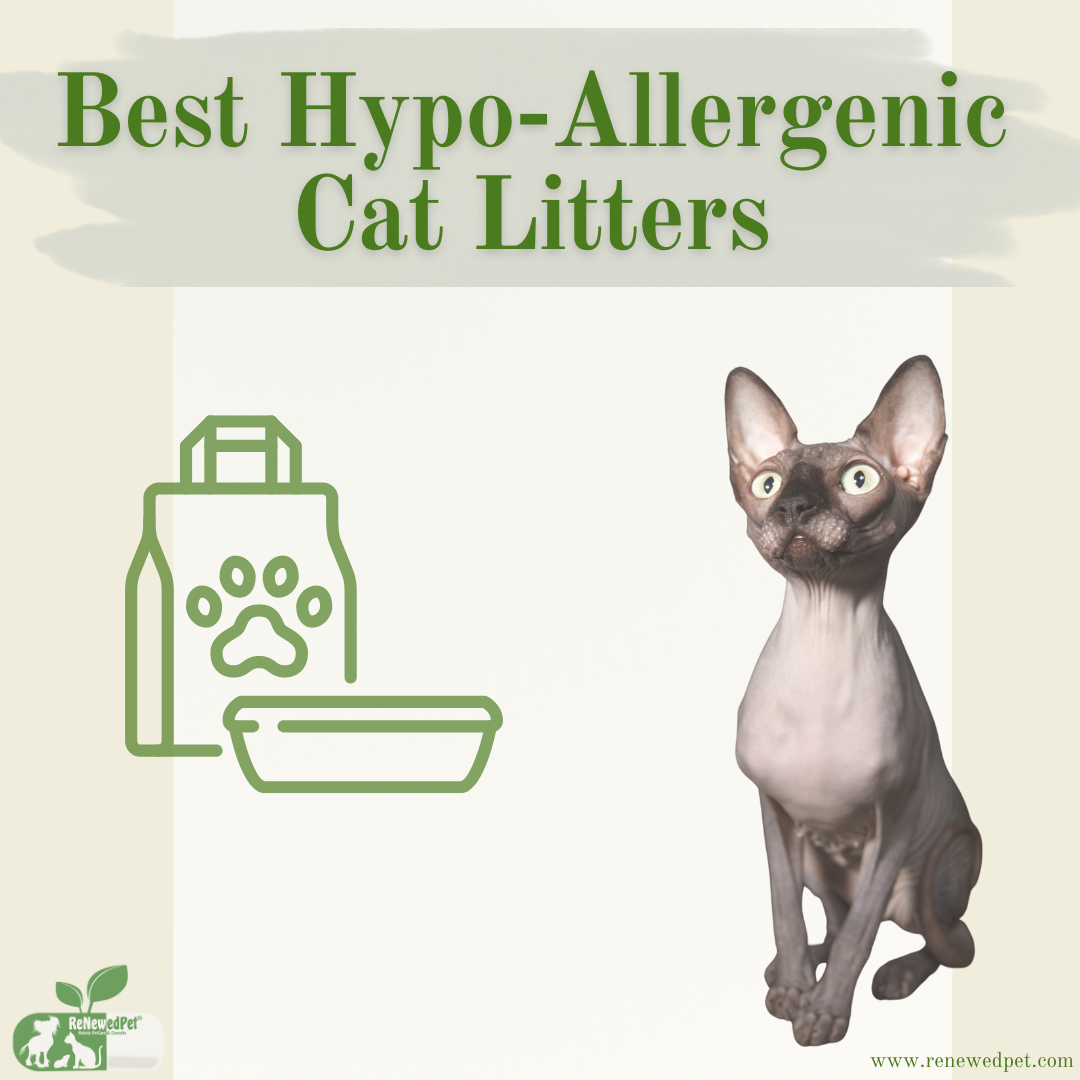 Best Hypo Allergenic Cat Litters ReNewedPet